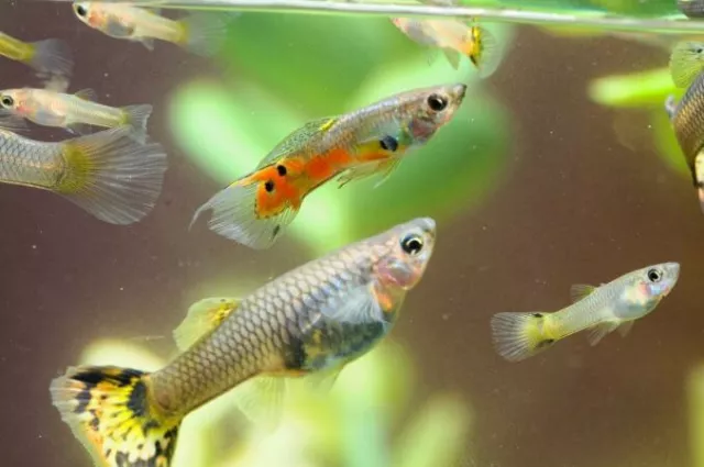 Male / Female Guppie Fry or Young Tropical Fish