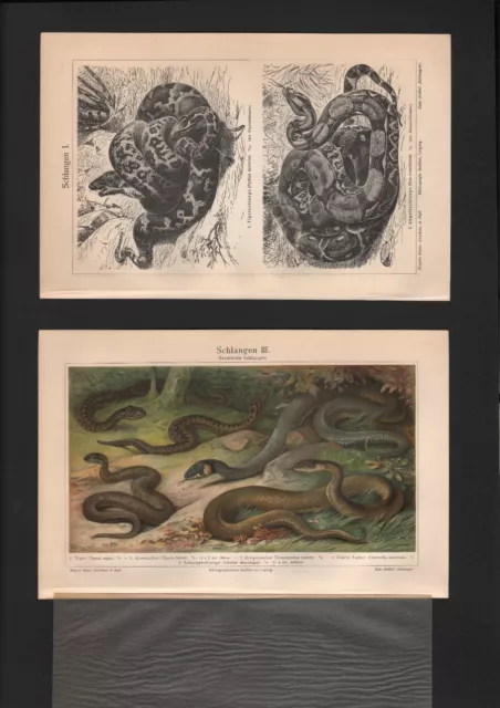 Chromo/Lithografien 1908: Schlangen I-III. Viper Kreuzotter Ringelnatter