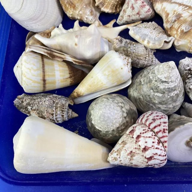 Assorted Seashells 5 lb Lot Hand Picked Beach Shells Seashore 2