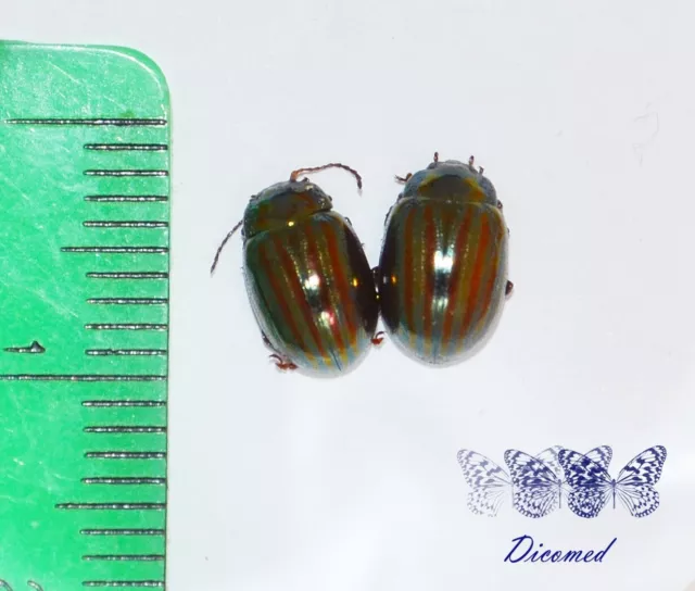 Coleoptera Chrysomelidae Chrysolina americana High quality Spain.