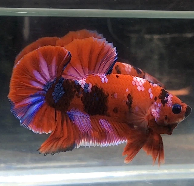 Live Betta Fish : HMPK Red Galaxy Male Quality Grade From Thailand