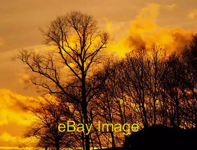 Photo 6x4 Trees at sunset Cortworth  c2008