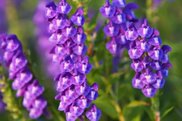 4 graines de SCUTELLAIRE DU BAÏKAL(Scutellaria baicalensis)E70 HUANG QIN SEEDS