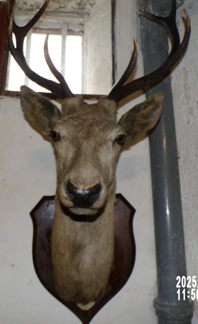 Paire De Cornes De Taureau Anciennes Montées – Trophée – Taxidermie