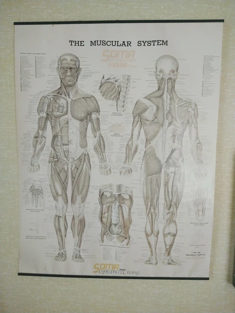 VINTAGE DIAGRAM POSTER Human Body Muscle Anatomy System Anatomical ...