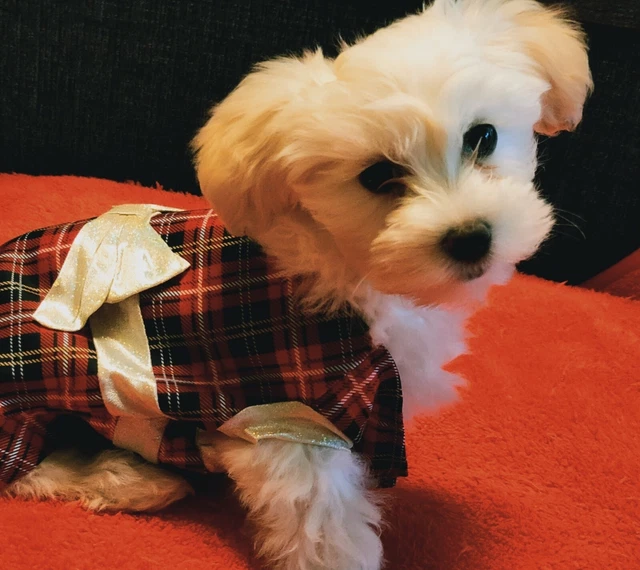 Hundeanzug Pet Outfit Kostüm Weihnachten Haustier Hund Glitzer Hunde Kleid
