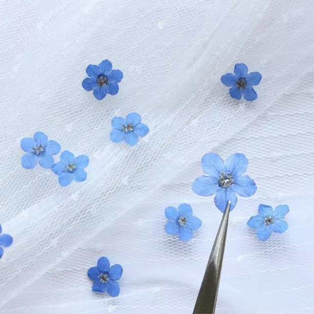 20PCS Blue Forget Me Not Flowers Dried Pressed Nature Art Craft' Flowers еω