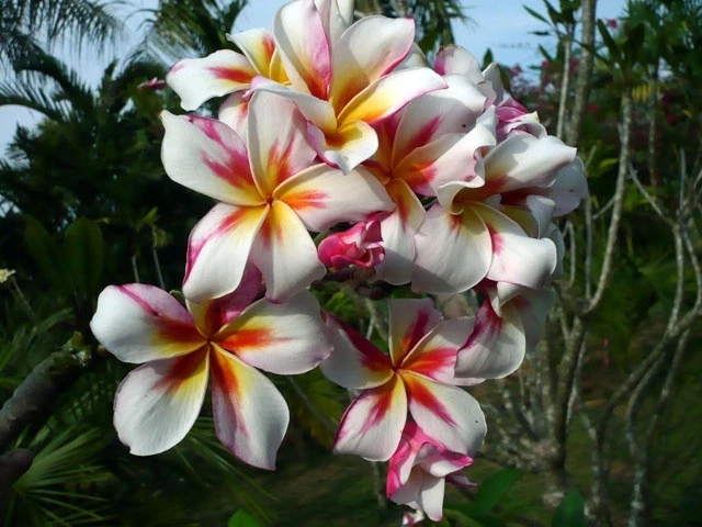 4 Semi Di PLUMERIA ORANGE SPECIAL - Frangipani - Semi Freschi Di - Foto 2