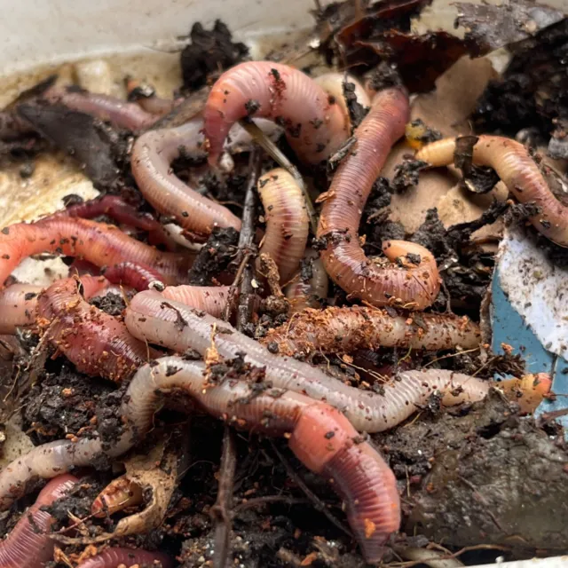 Live Organic Tiger worms ,Bait,Composting, Compost, - 25g/50g - Pet, Fish,