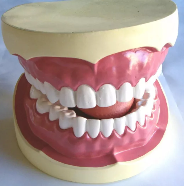 Giant tooth teeth brushing hygiene dental education school teaching model New