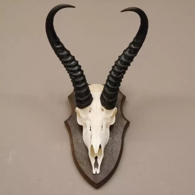 Gacela Antílope Trofeo de Calavera Hl 34 CM Decoración En Escudo de Trofeo