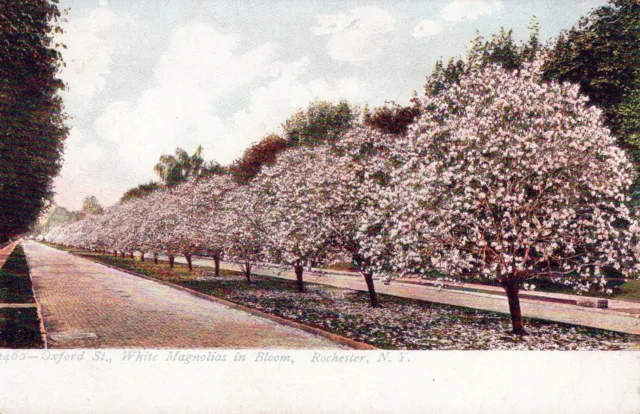 White Magnolias In Bloom Rochester New York Vintage Undivided Back Post Card