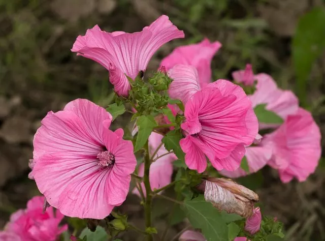 ☺100 graines de lavateres roses et blanches en mélange