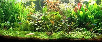Lot Plantes Complet Pour  Aquarium Special Axolotl 100L