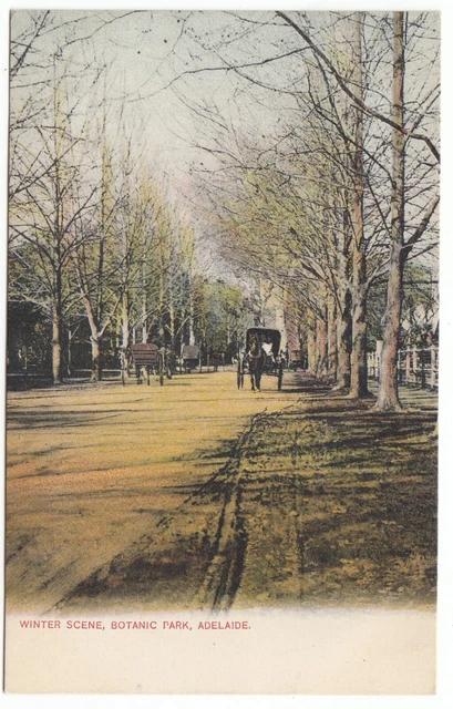 Winter Scene Botanic Park Adelaide South Australia POSTCARD circa 1905 - SCARCE