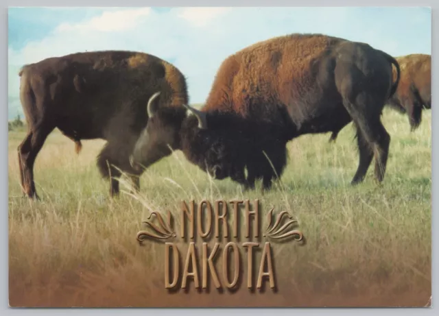 State View~Buffalo Butting Their Heads Together In ND~Continental Postcard