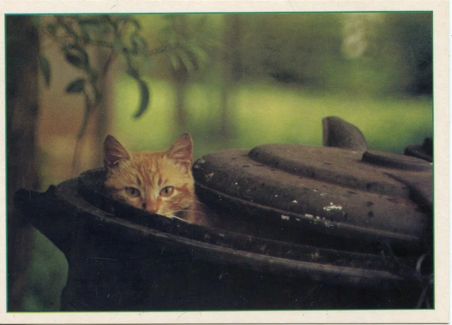 Cpsm / Carte Postale / Chat / Cat / Photo Heroes