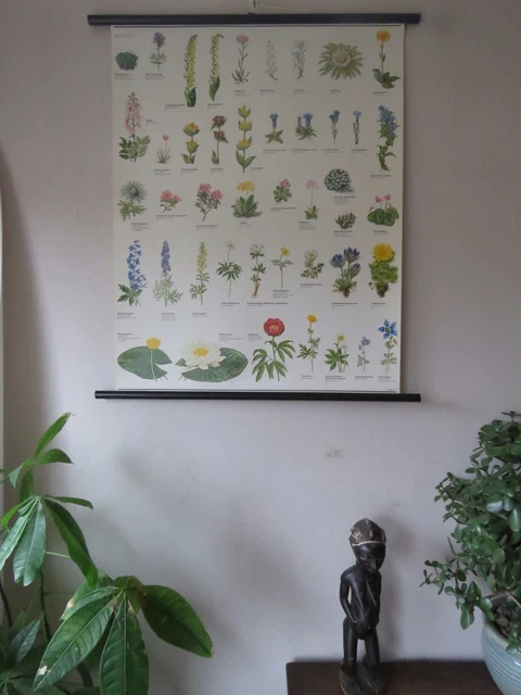 VINTAGE PULL ROLL Down Botanical School Wall Chart Poster Of Flowering ...