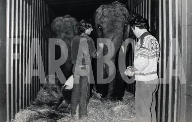 Altes Pressefoto Tiere, Elefanten Im Container, Zirkus, 1986, Druck 20 x 13cm