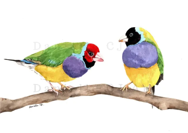Watercolour Gouldian Finches Print - finch art, australian bird prints
