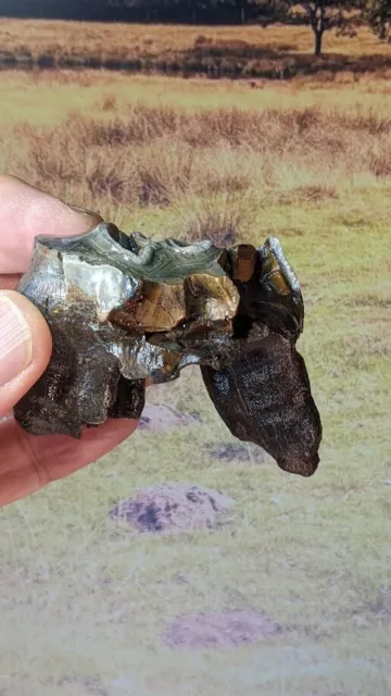 Woolly Rhino Tooth Fossil. Pleistocene Ice Age 60mm x 40mm x 46mm Boxed