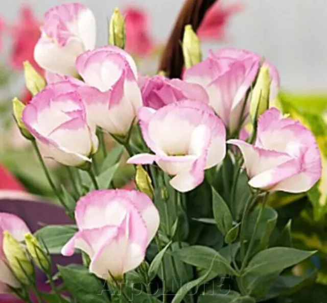 Lisianthus Eustoma - 5 Pelleted Seeds - F1 Hybrids