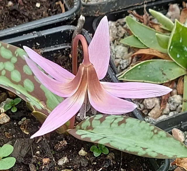 ERYTHRONIUM OLD ABERDEEN - beautiful LILAC PURPLE FLOWERS - Spring FLWG SIZE