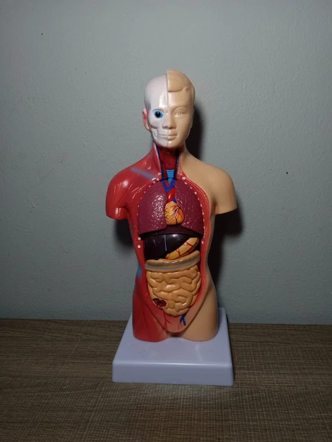 Human Torso Model Internal Medicine 15 pieces10" Teach Learn Anatomy Organs