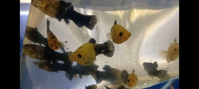 2+3 Breeding pair of star dust molly fish tropical easy and hardy fish