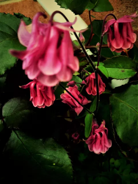 Aquilegia Burnished Rose 24 Seeds. 3