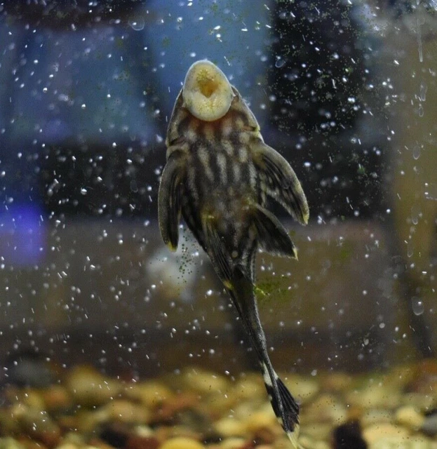 Live Royal Panaque Pleco L191 (3" Freshwater Aquarium Fish) PLS READ DESCR 3