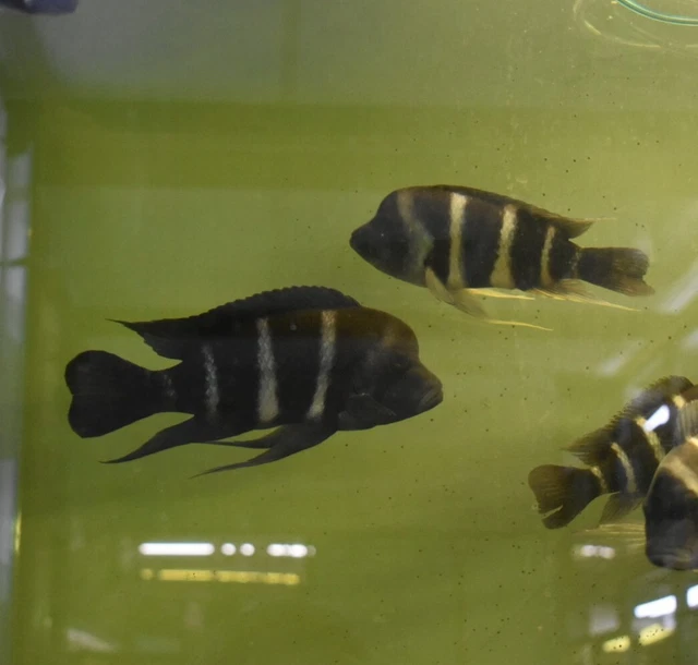 Live 6-7" Blue Zaire Full Mask Frontosa Large Aquarium Fish *PLS READ DESCR* 2