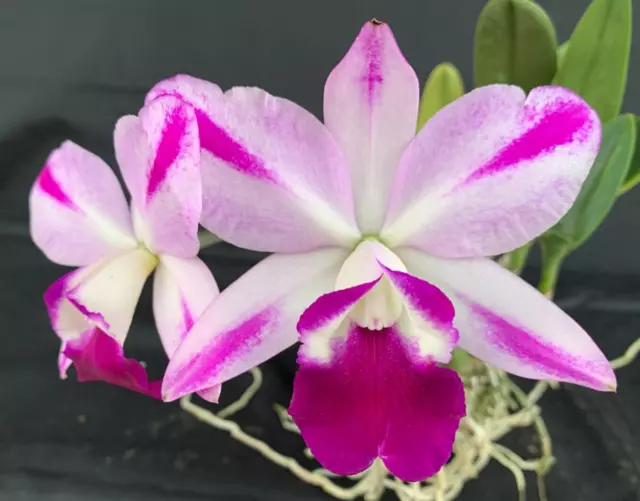 RON Cattleya Orchid Special Quality Div C. Mona Pink 'Hiromi' AM/AOS (B810)