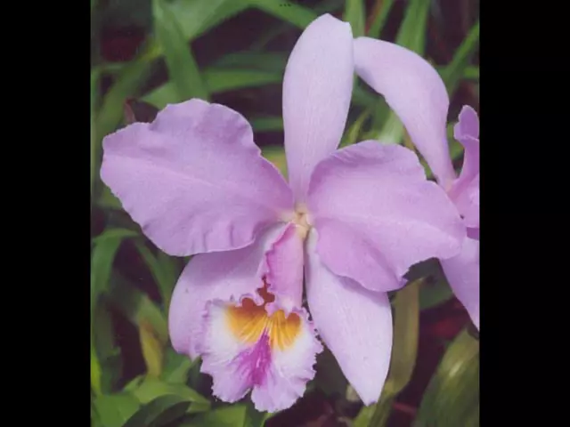 cattleya gaskelliana Orchid Species