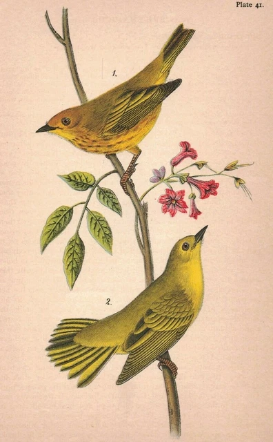 c.1890 Victorian Chromolithograph Print Yellow Warbler 2P1-7