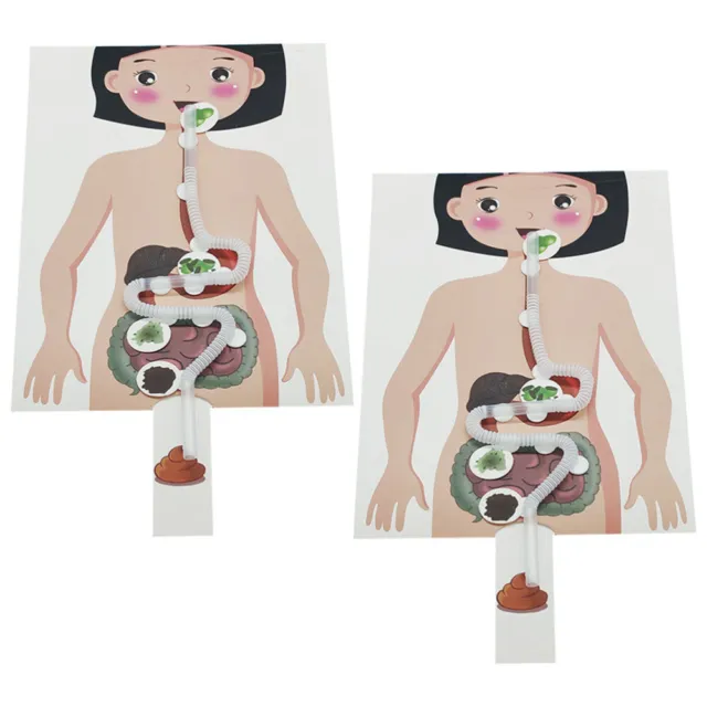 2 Sets of Kids DIY Model of Human Digestive System Toddler Educational Toy Kids