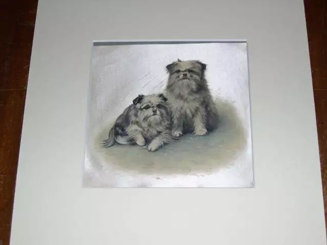 Antique Griffon Bruxellois Dog Oil Painting On Silk 1930 Superb Brussels Griffon