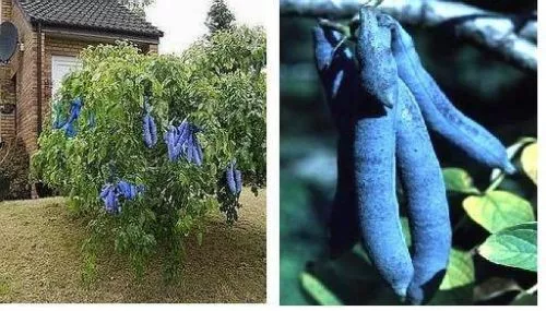 Blaugurken-Strauch winterharter Exot Obstbaum Gemüse für draußen den Garten Deko