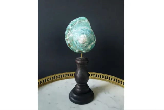 Coquillage Turbo Nacre, Socle Bois | Mother of Pearl Turbo Sea Shell, Wood Stand