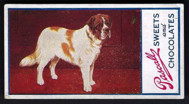 Pascall - Dogs - #4 St Bernard