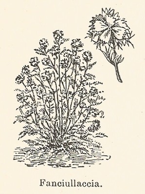Héliogravure 1926 Xylographie Vintage Vintage Engraving B3308 Hélix 