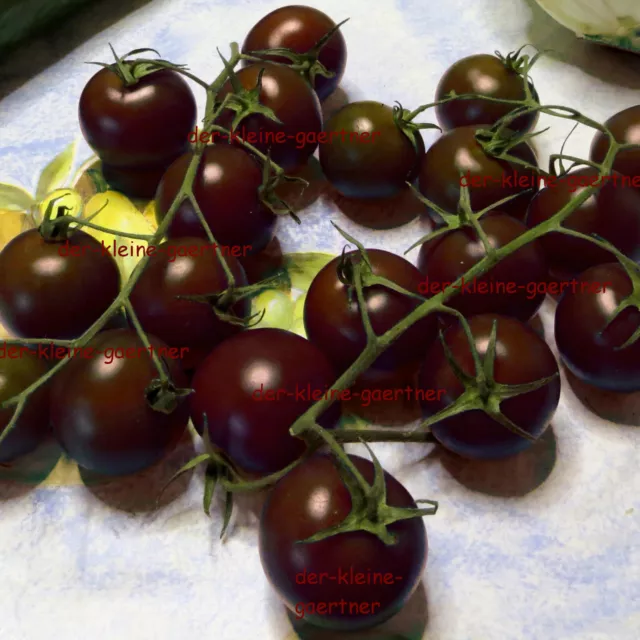 BLACK CHERRY SCHWARZE CHERRYTOMATE KIRSCHTOMATE TOMATENSAMEN SÜß SAFTIG 10 SAMEN