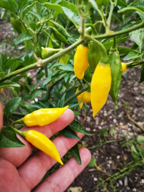 Semi Aji Lemon - Hot Lemon - Lemon Drop, Peperoncino Piccante, 20 Semi