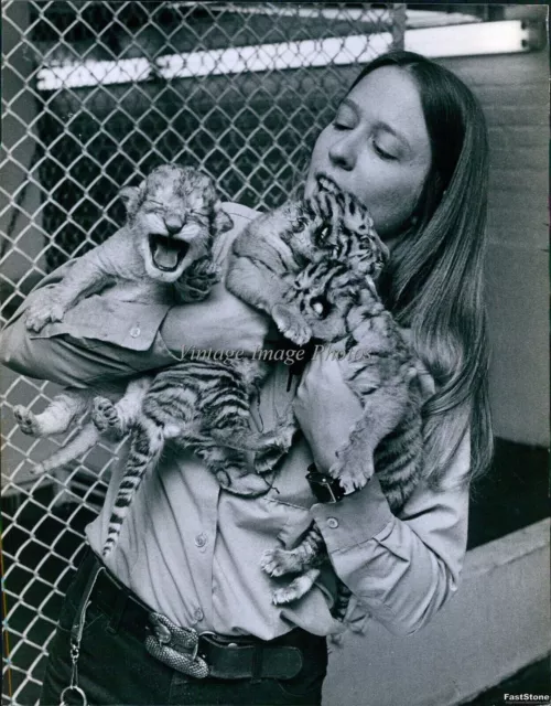 1978 Como Park Zoo Siberian Tiger Cubs Yawning Joanne Fida Animals Photo 8X10