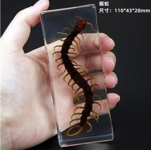 Insect Office Paperweight Real Giant Centipede Specimen Taxidermy - Large
