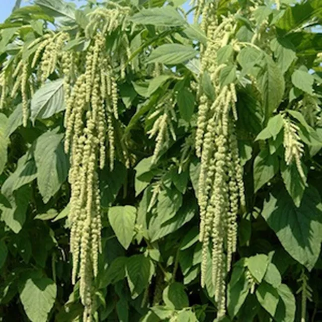 Amaranthus Caudatus Green tails- 100 Seeds