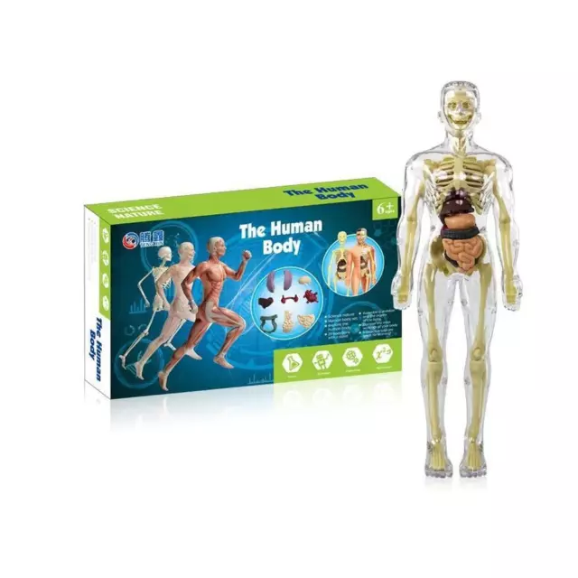 3D HUMAN BODY Torso Model Puzzle Study Anatomy Model GX £10.15