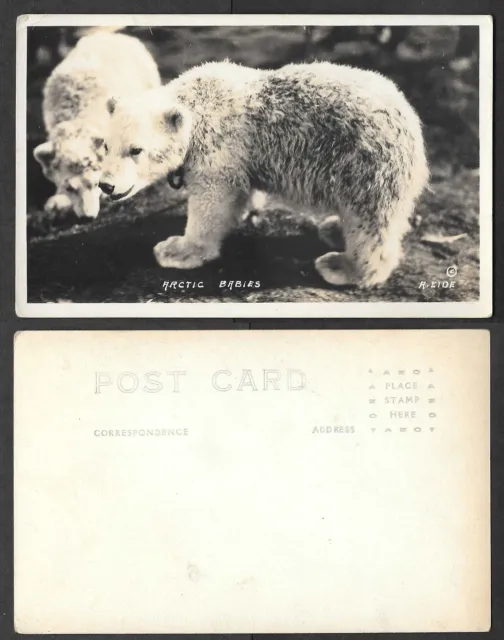 Old Alaska Real Photo Postcard - Arctic Polar Bear Babies - A. Eide
