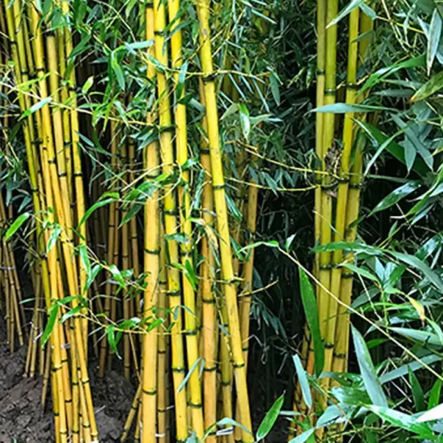 Moso Bamboo - Phyllostachys Pubescens Edulis Seeds, Tortoise Shell, Viable