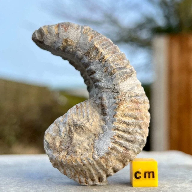 Rastellum oyster polished bivalve fossil - unique "fossil alien"